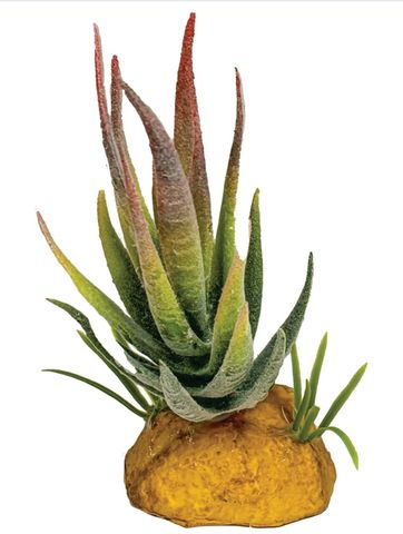 Hovedbilde REPTO PLANT ALOE RED TIP 