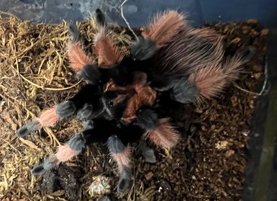 Hovedbilde Brachypelma emilia -Mexican Red Leg  Sub-adult  ...