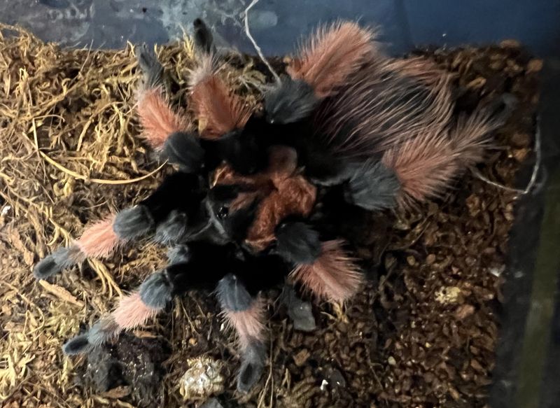 Brachypelma emilia -Mexican Red Leg  Sub-adult  hunn