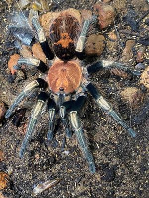 Hovedbilde Davus sp. Oaxaca ung hunn