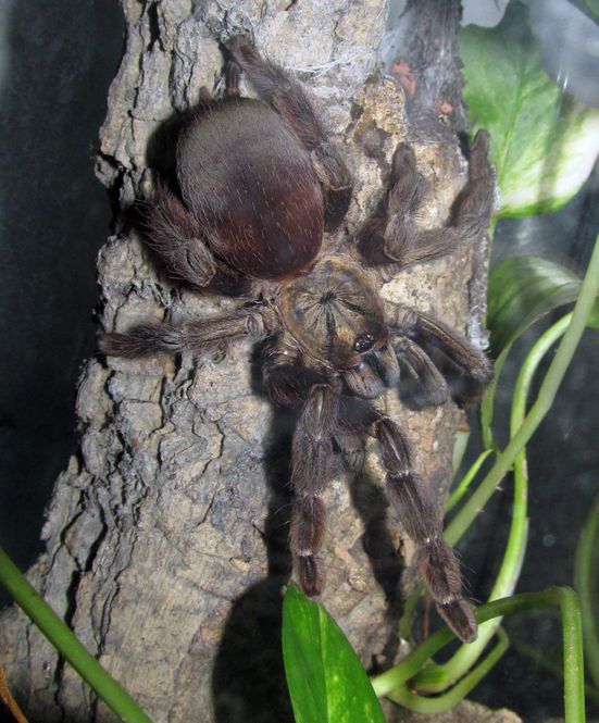Hovedbilde Psalmopoeus reduncus -Costa Rican Orange Mouth ...