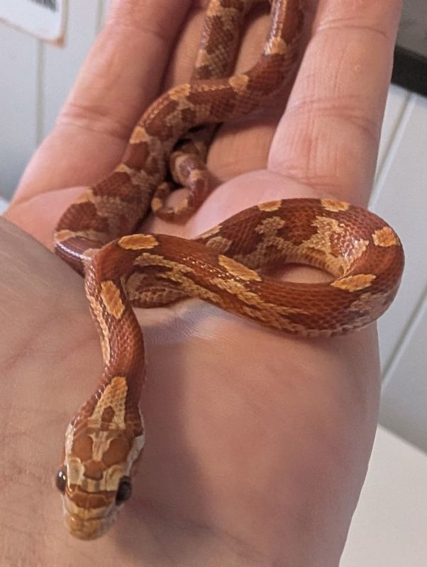 Kornsnok Hypo Motley 2025 