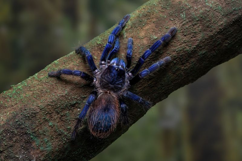 Lasiocyano sazimai /  Pterinopelma sazimai - Brazilian Blue - ca 6-7cm Hunn