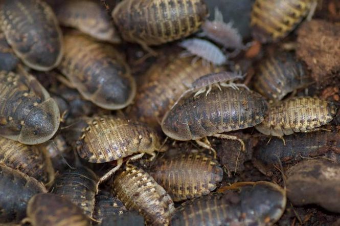 Hovedbilde Dubia sub adult/medium 75g ( MÅ HENTES)