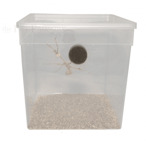 Hovedbilde Plast terrarie til insekter med svamp