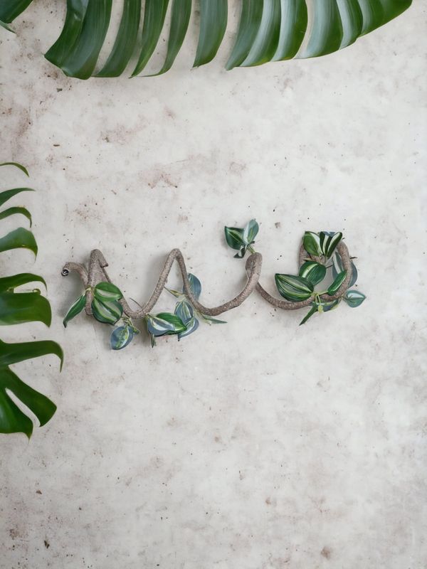 P2W Tradescantia vine dia. 6mm 180cm