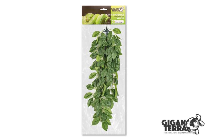Hovedbilde Gigan ficus 70cm